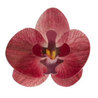 Orchideenblüte burgundy Oblate